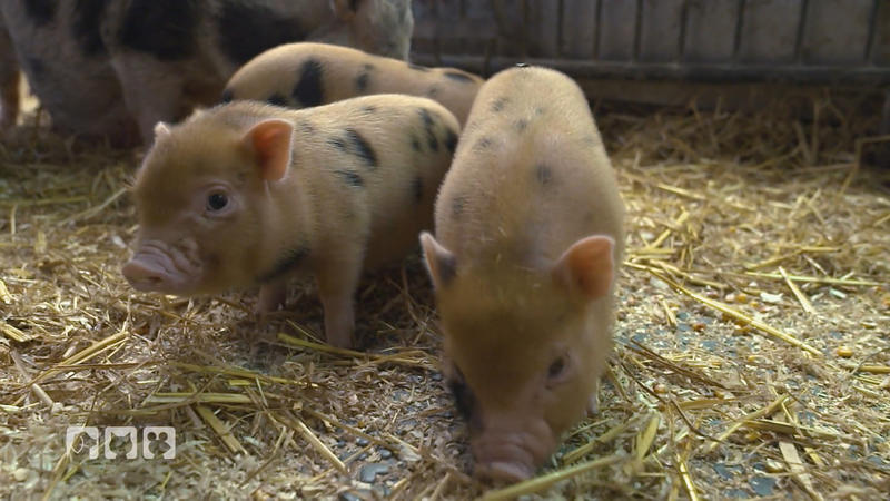 Minischweinchen als Haustier?