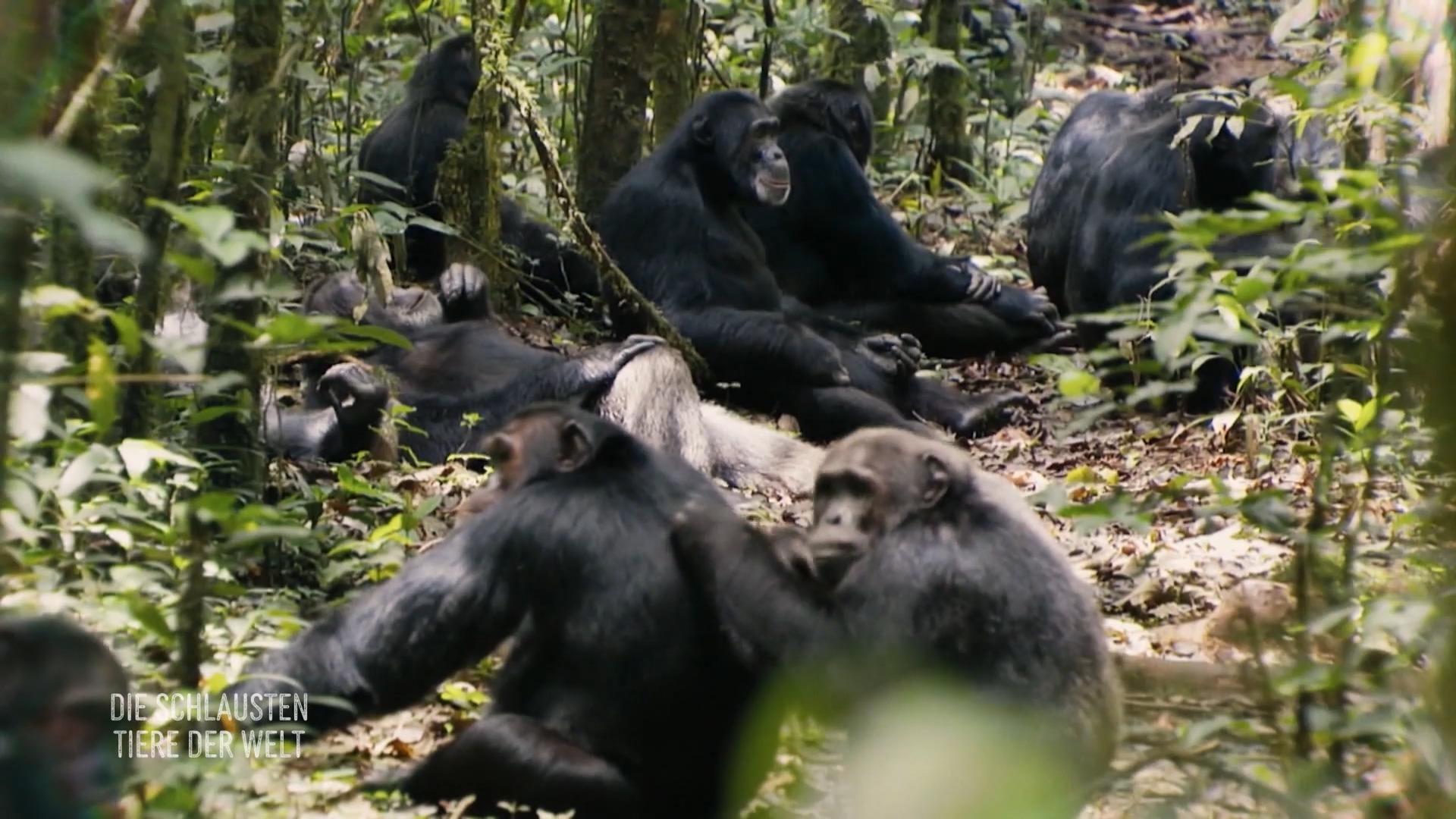 Der Machtkampf der Schimpansen