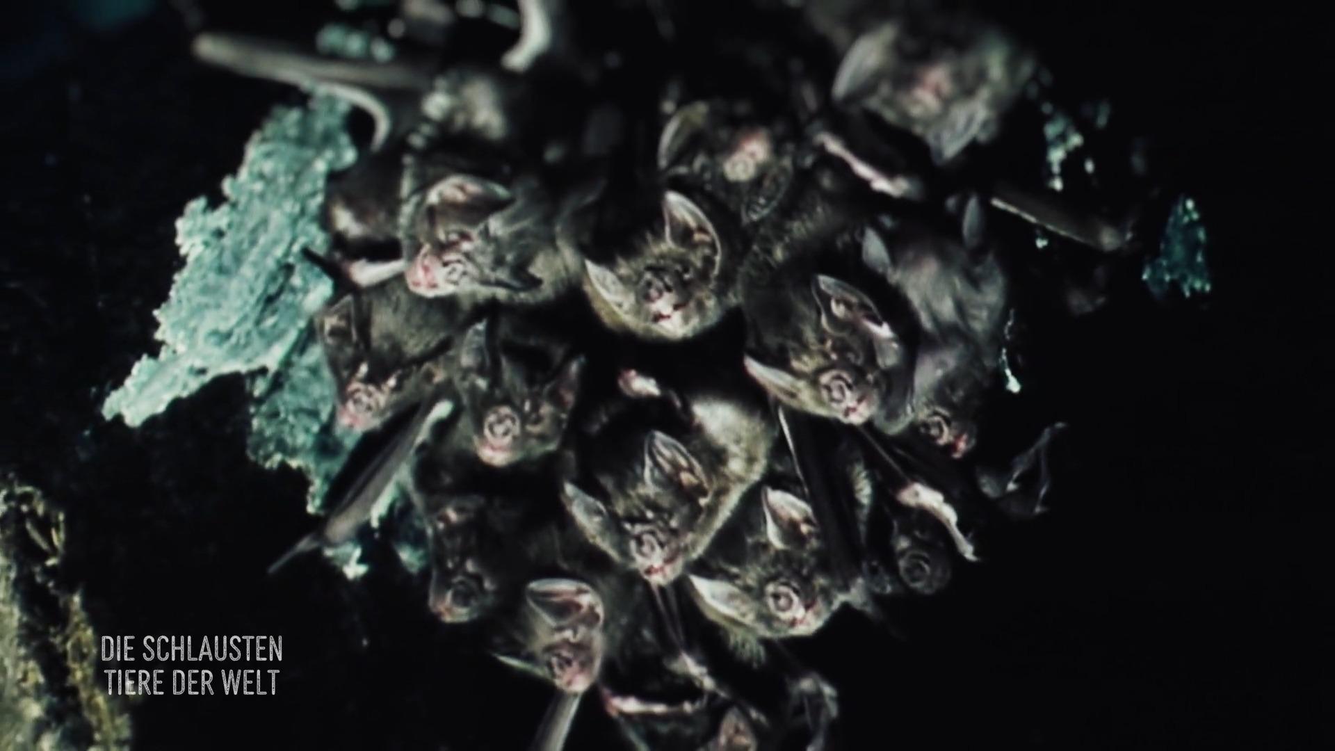 Vampirfledermäuse würgen Nahrung aus