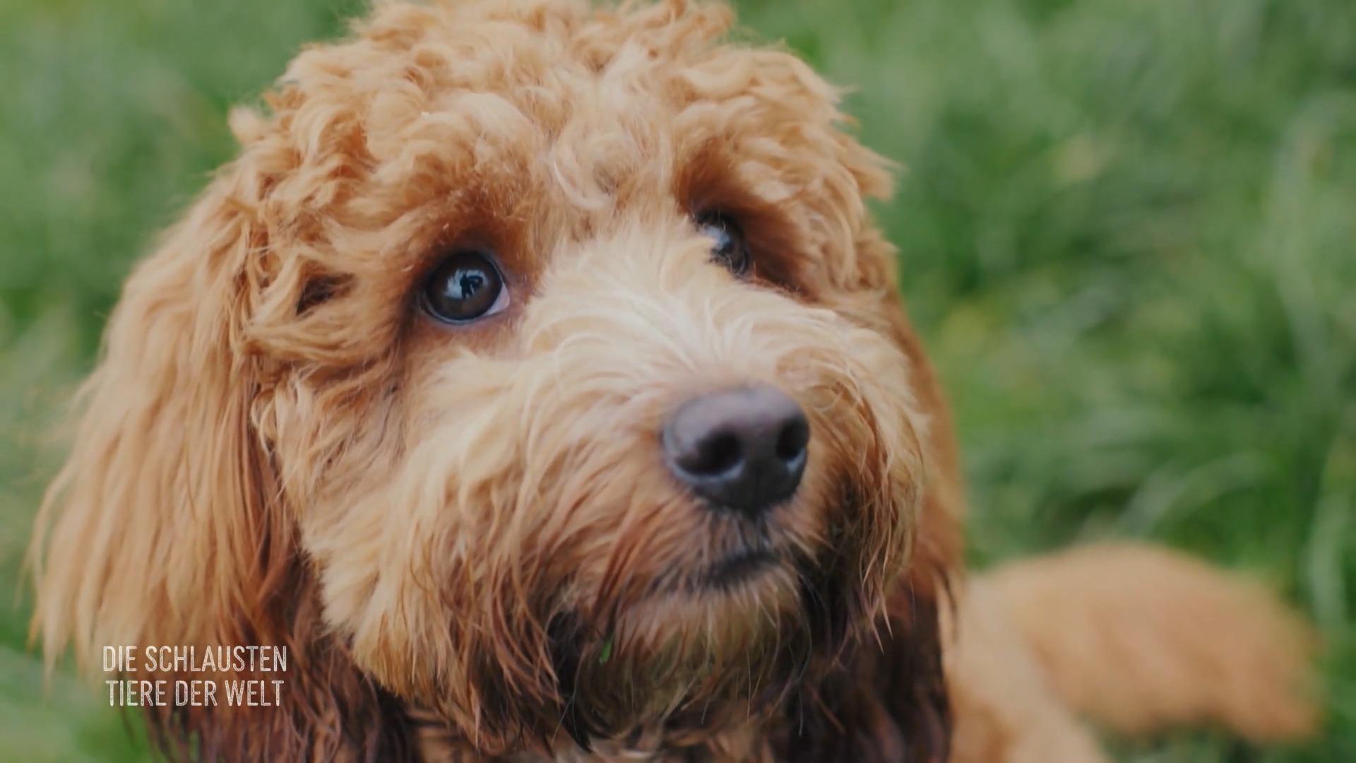 Wie Hunde unsere Emotionen steuern