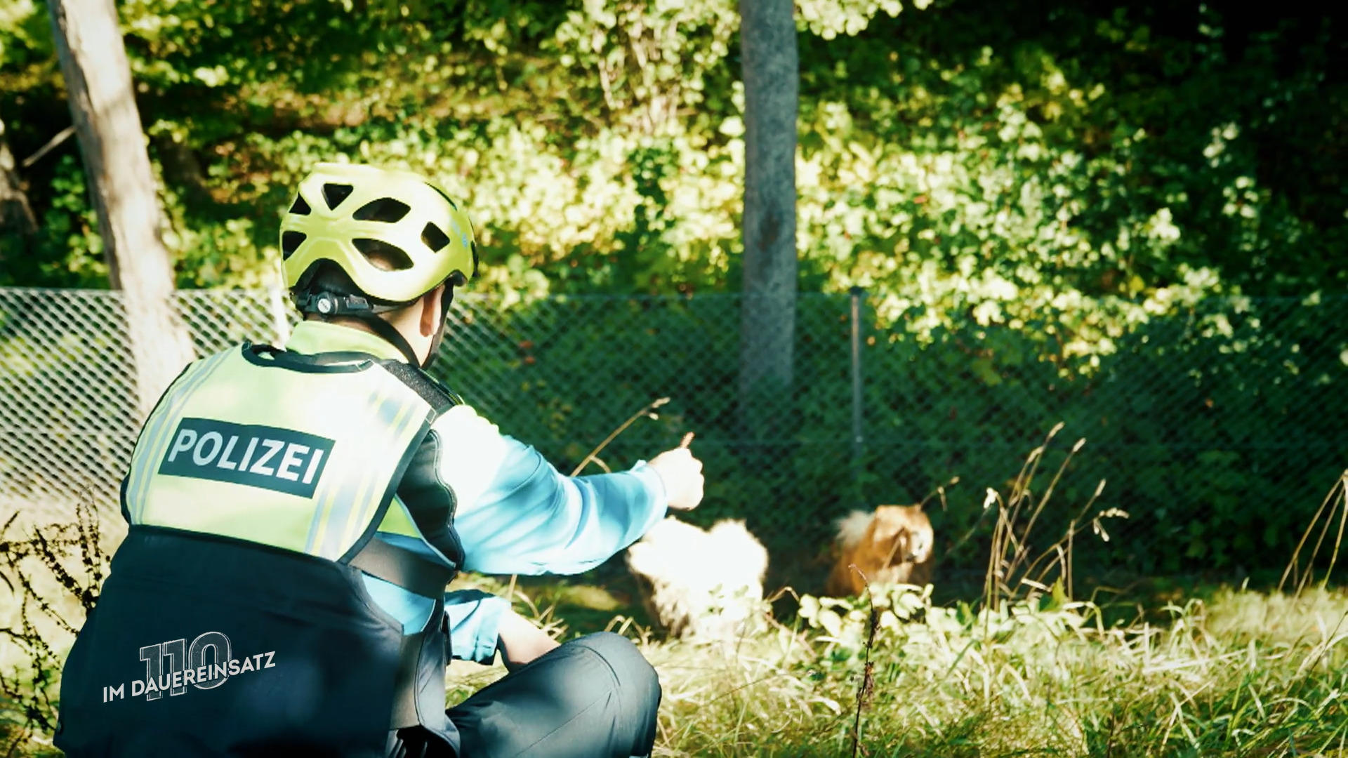 So lockt man streunende Hunde