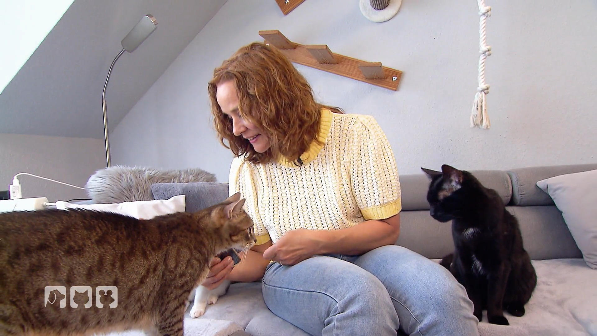 So versteht man die Katzensprache