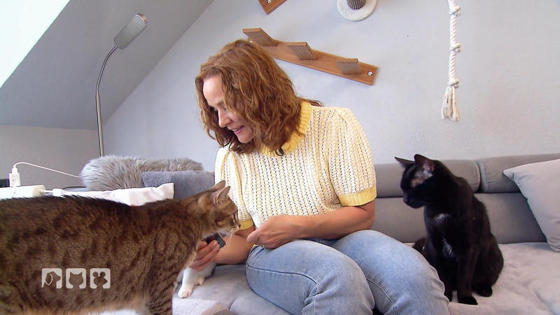 So versteht man die Katzensprache