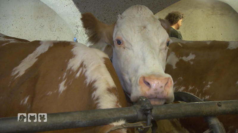 Schlimmes Schicksal für viele Bullenkälber