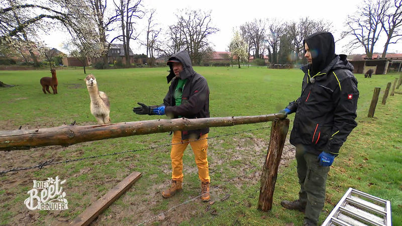 Zaunbesprechungen mit lockiger Überwachung