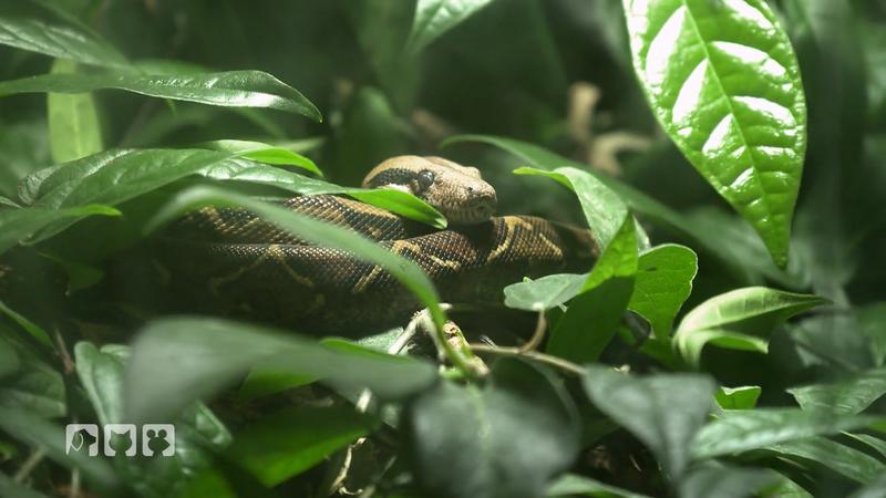 Gladbeck: Exotische Tiere in Not
