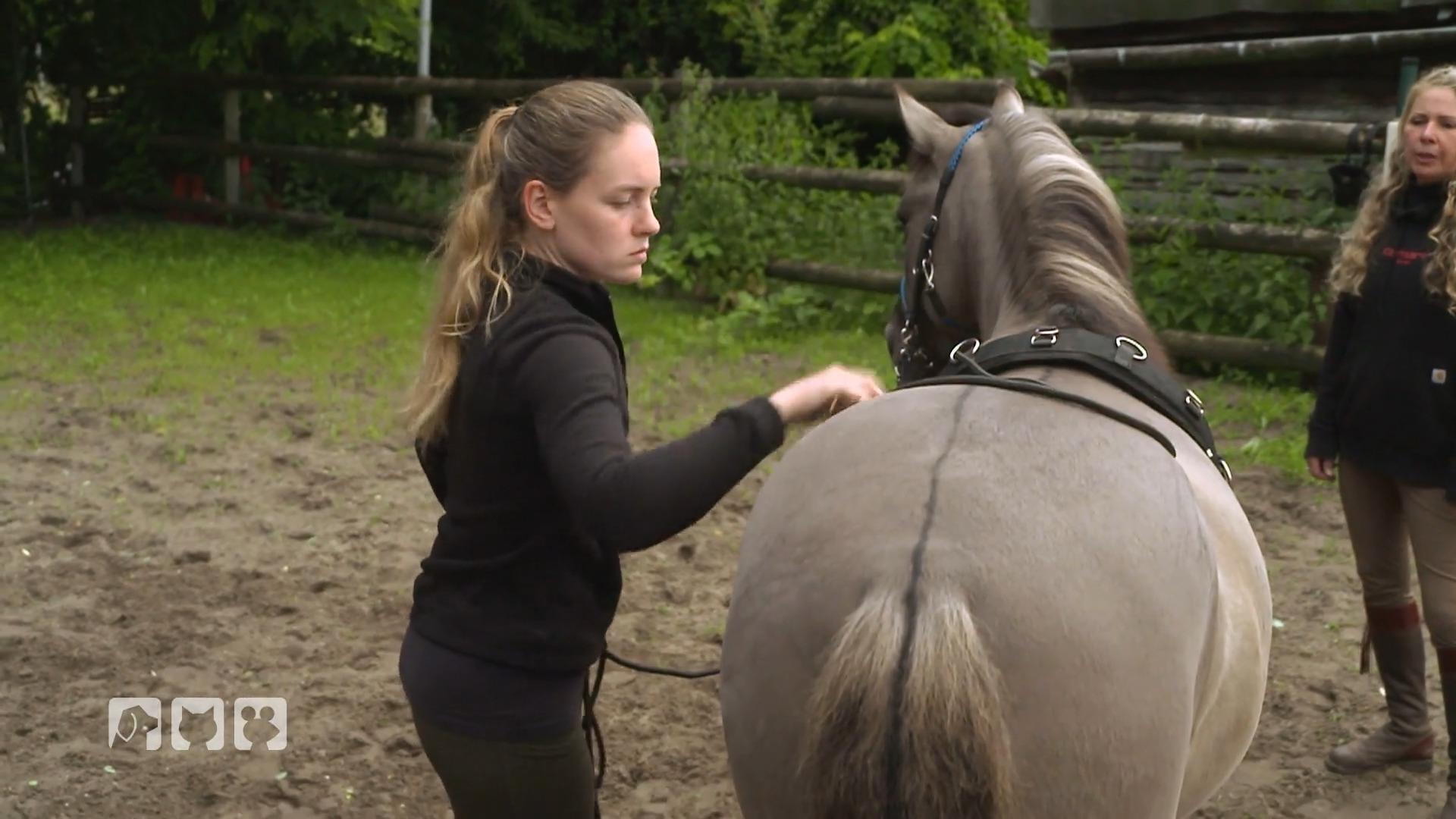 Hängertraining mit Stute Peaches