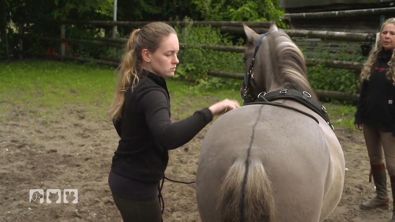 Hängertraining mit Stute Peaches
