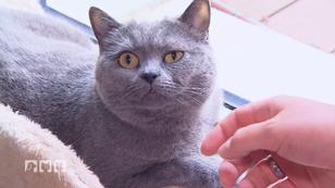 Katze hat ein geschwollenes Auge