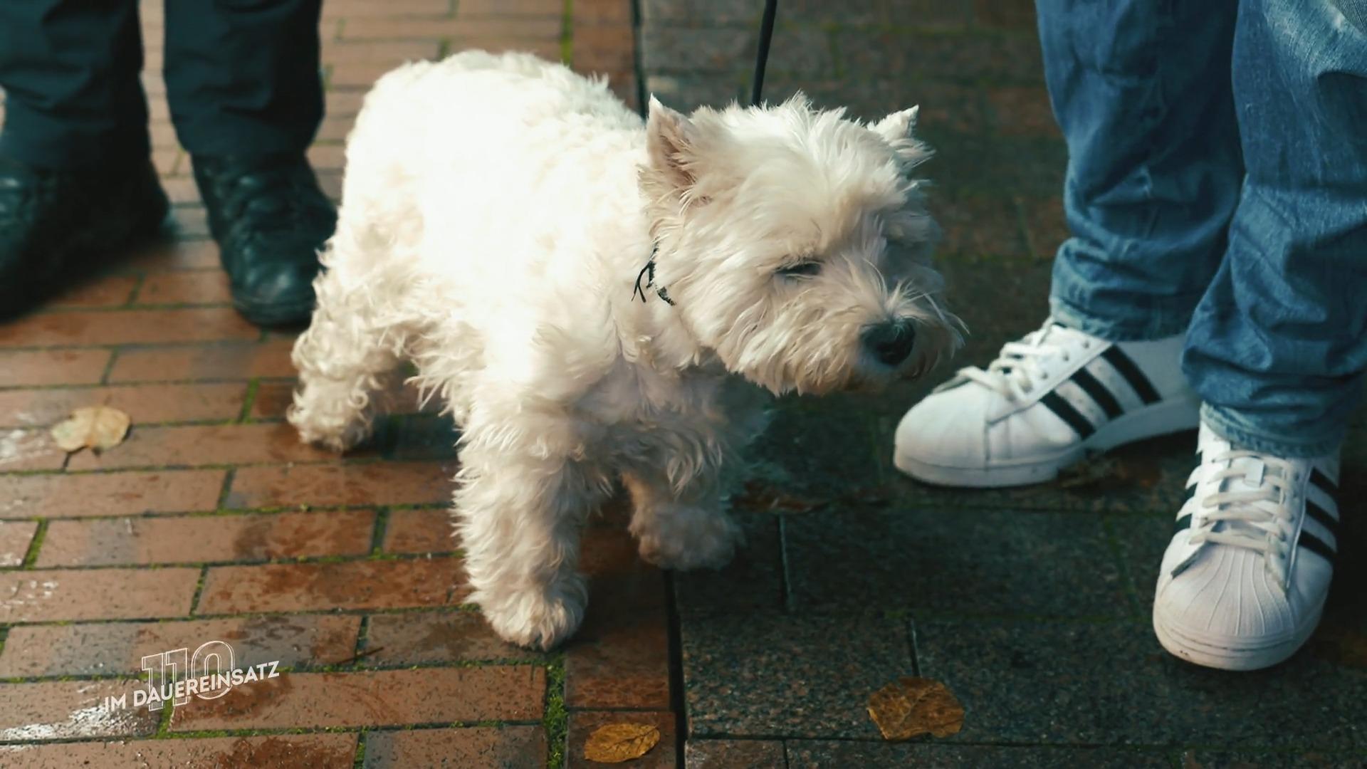 Ein tierischer Einsatz für Paul und Sarah