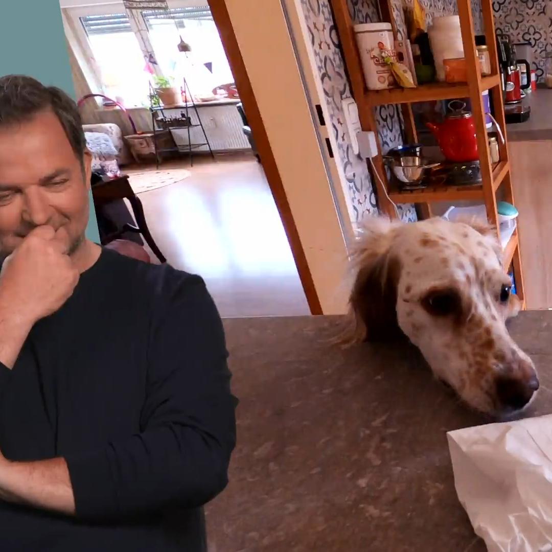 Setterhündin Wanda findet alles