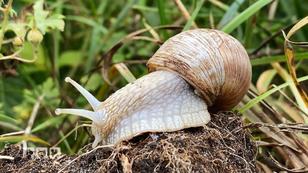 Kate Kitchenham zeigt, was Schnecken wirklich können