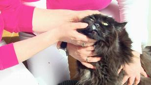 Noteinsatz bei Maine-Coon-Kater