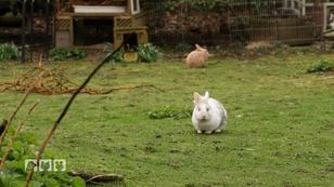 Symptome erkennen und richtig handeln