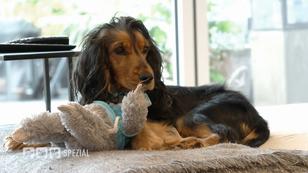 Junghund Bucky muss zum Tierarzt