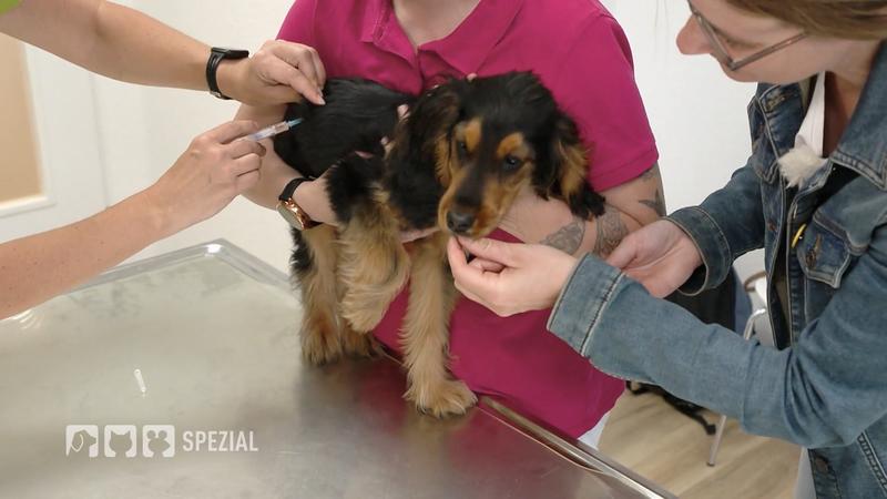 Welpe Bucky bekommt seine Tollwut-Impfung