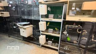 Tierschützerinnen konfrontieren den Züchter