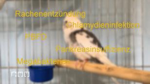 Nymphensittiche leiden an mehreren Krankheiten