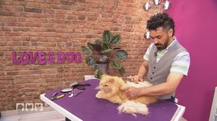 Ungewöhnlicher Gast im Hundesalon