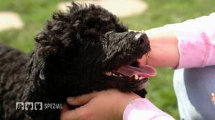 Pudel Margo soll Besuchshund werden