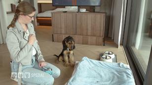 Übernachtung im Hotel mit Lucy und Bucky