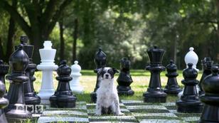 Spiele für Hund und Mensch