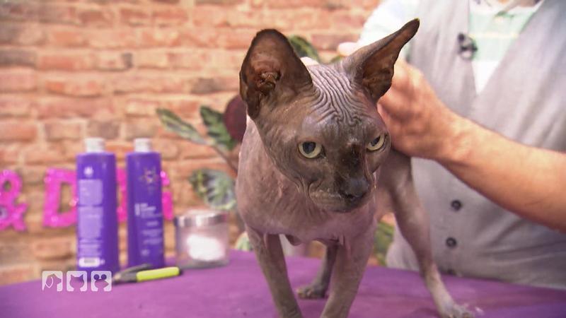 Auch Nacktkatzen brauchen Pflege