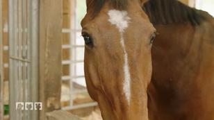 Springpferd mit großen Problemen