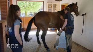 Lebensgefahr wegen ängstlichem Pferd