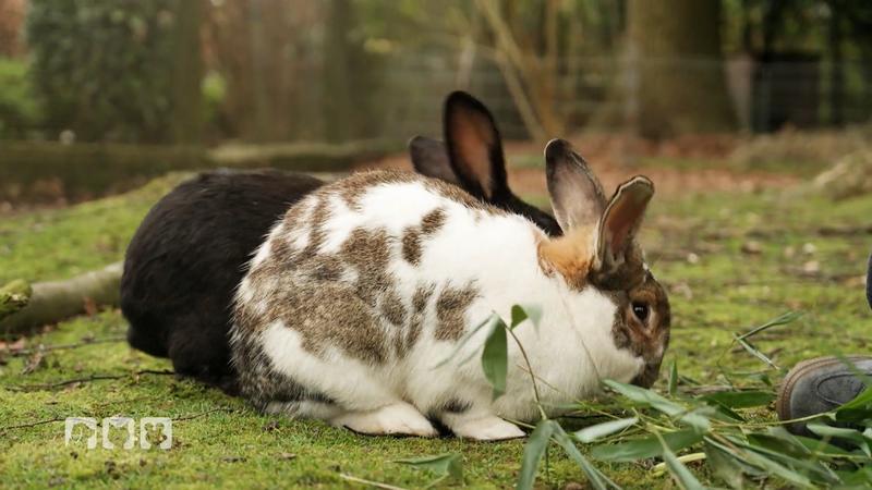 Outdoor-Haltung für Kaninchen
