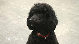 Wird Margo die Prüfung meistern?