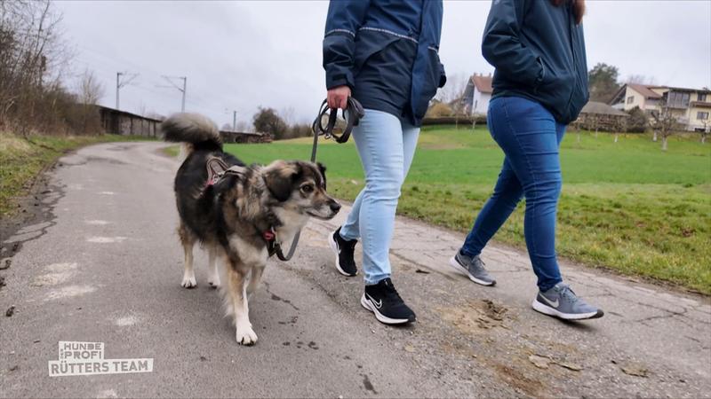 Lola muss Hundebegegnungen üben