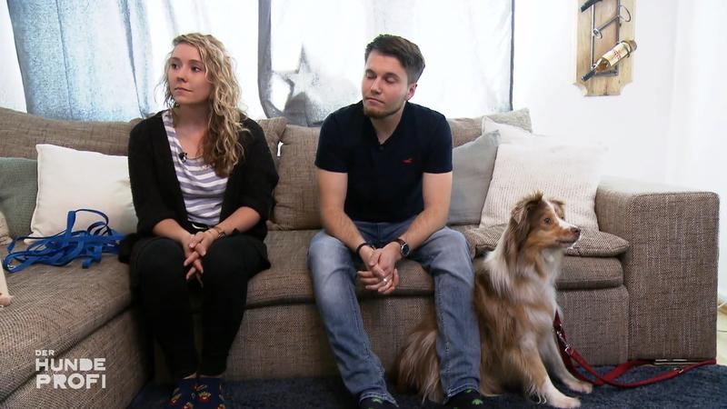 Mini-Aussie "Milow" isoliert seine Besitzer