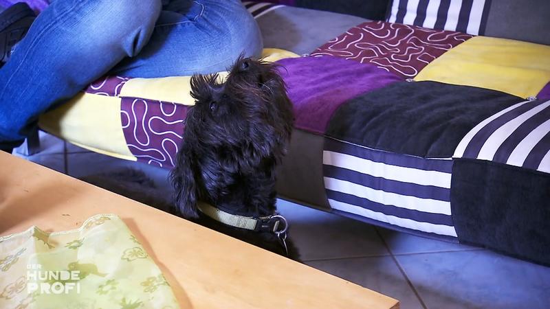 Hündin "Lola" macht Nachbarn mit ihrem Gesang verrückt
