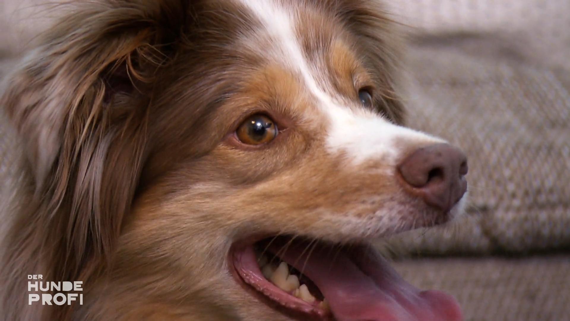 Kann der Hundeprofi die Aggression des Rüden überwinden?
