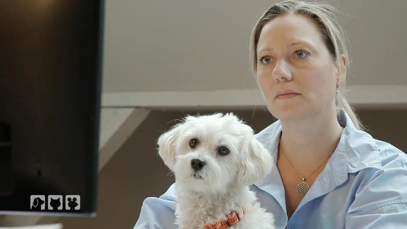 Hund ins Büro mitnehmen?