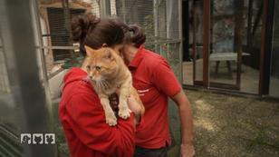 Lässt sich Maxi hier integrieren?