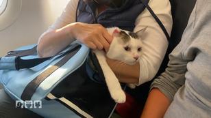 Kater Maxi auf dem Weg nach Österreich