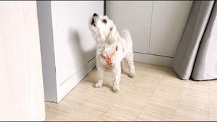 Juristische Probleme wegen Haustieren