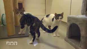 Fehlende Kapazitäten für Katzen im Tierheim