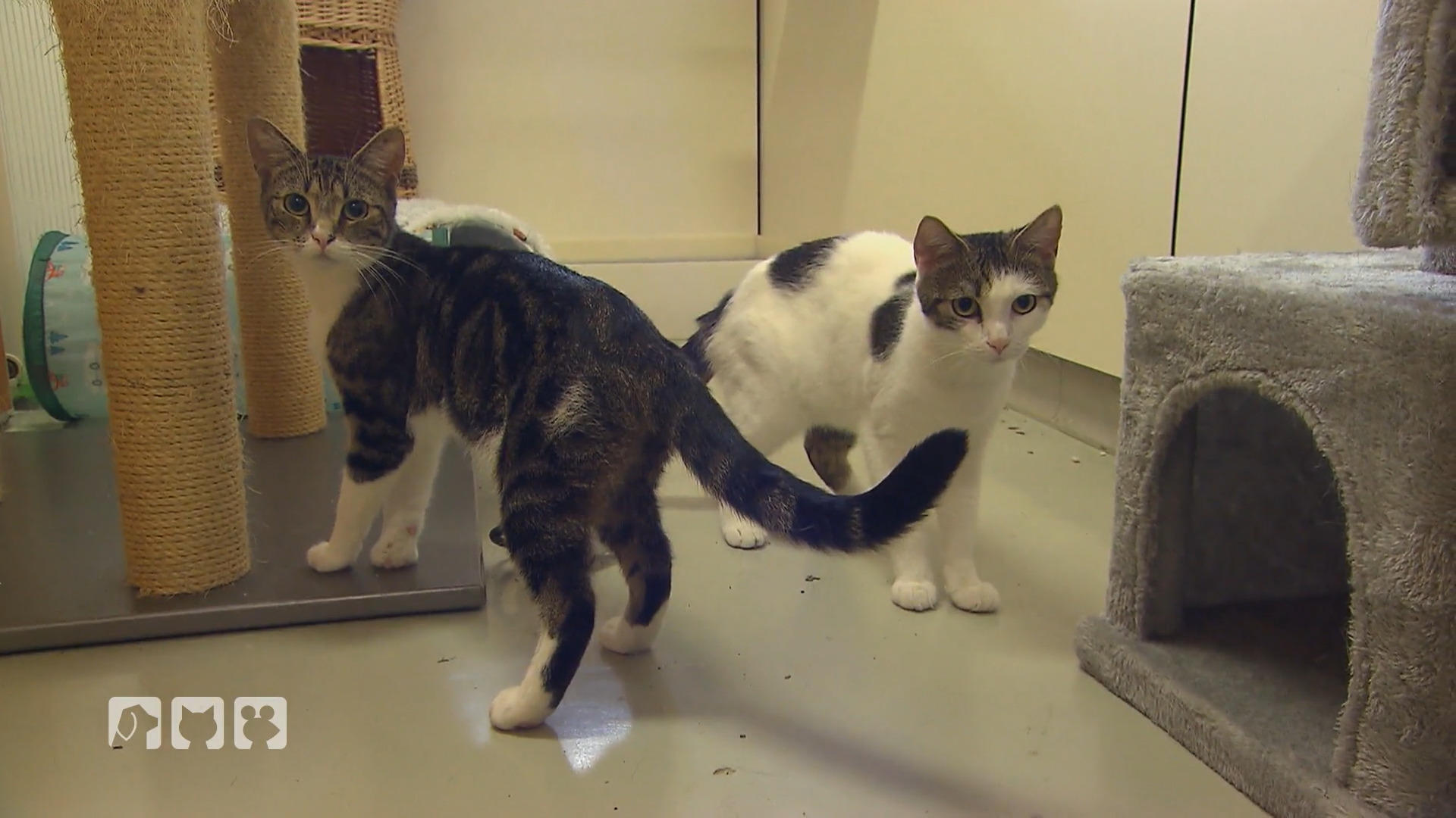 Fehlende Kapazitäten für Katzen im Tierheim