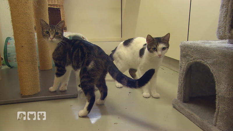 Fehlende Kapazitäten für Katzen im Tierheim