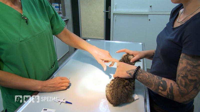 Untersuchung für fünf Katzenkinder