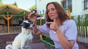 Helikopter-Eltern: Ist das so gut für Hunde?