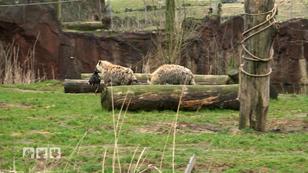 Die Hyänen amüsieren sich prächtig