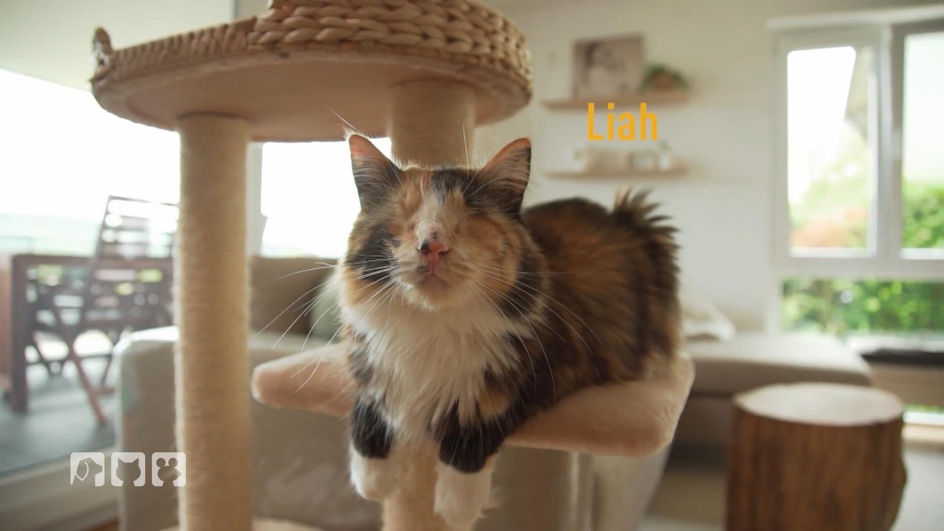 Katzen mit Sehbehinderung
