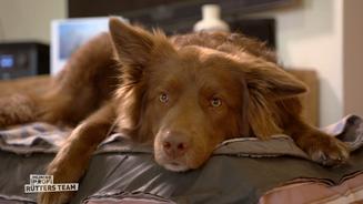 Treppensteigen & Hunde mag er nicht