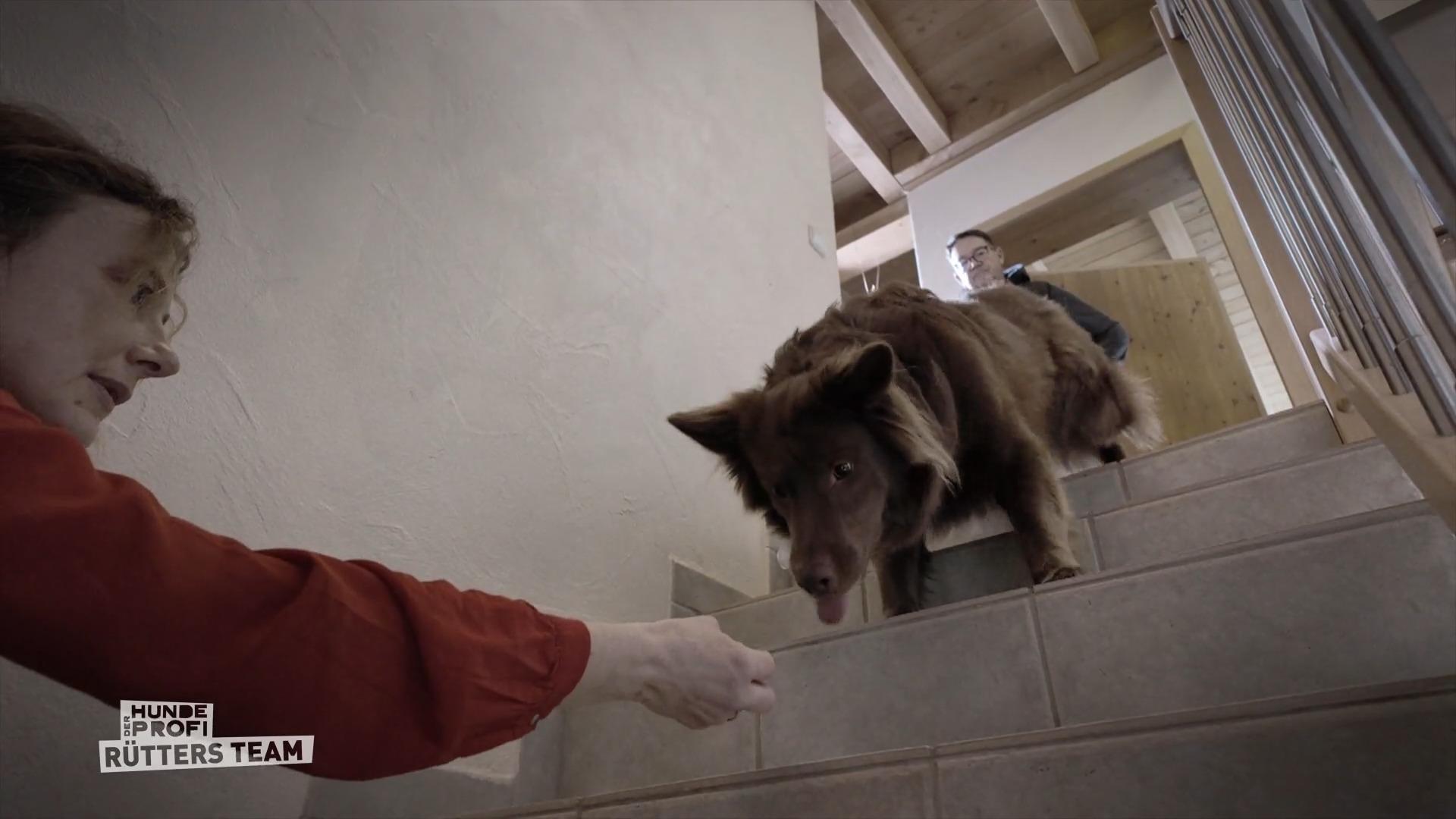 Traut sich Balu jetzt auf die Kellertreppe?