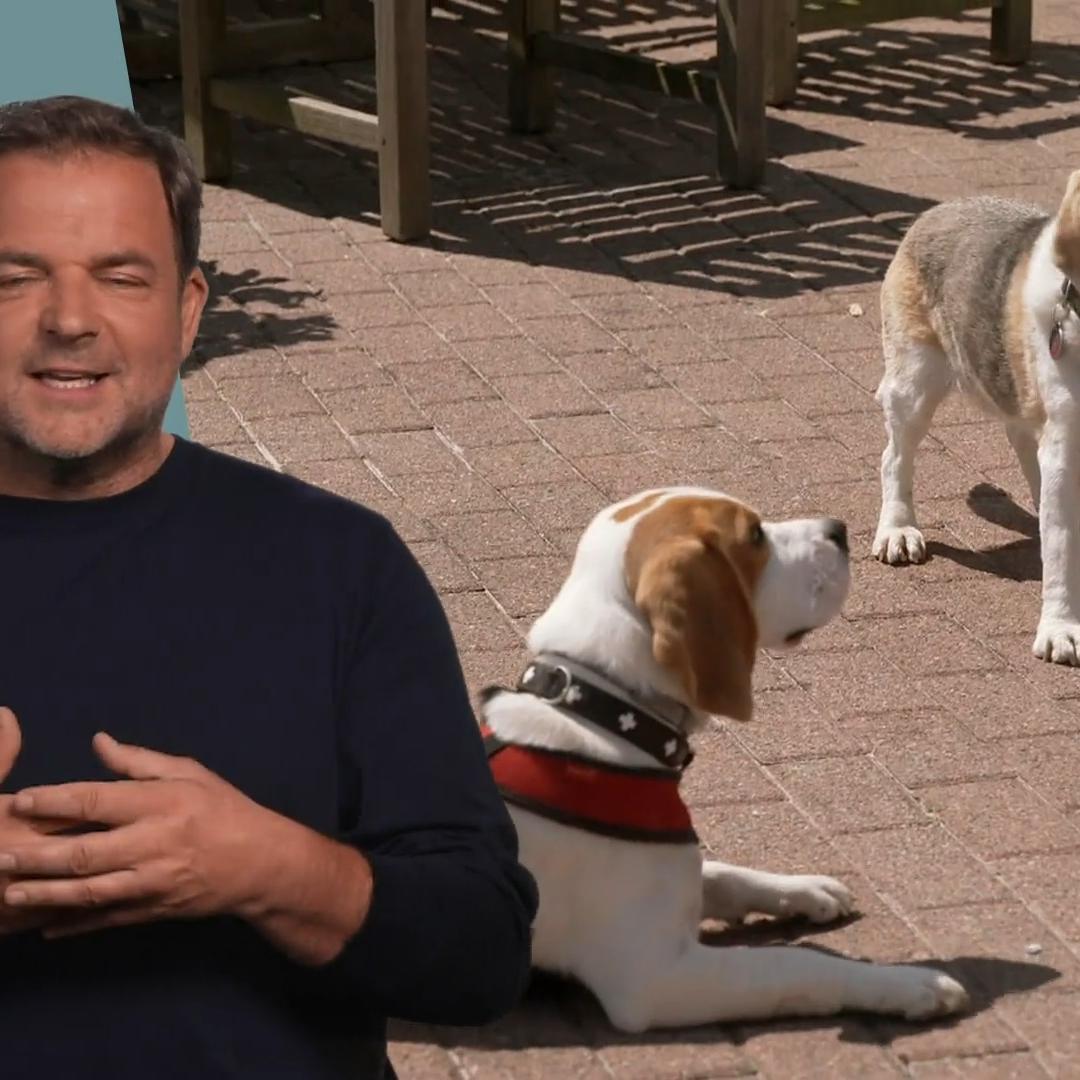 Beagle Emil macht seit der Pubertät Probleme