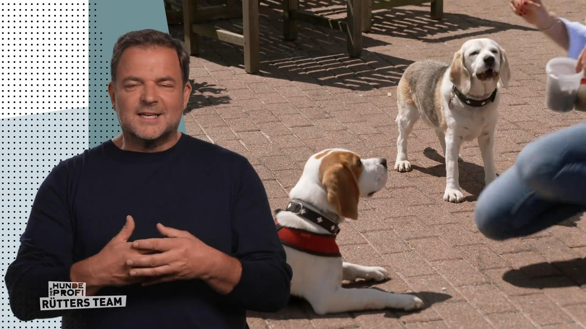 Beagle Emil macht seit der Pubertät Probleme
